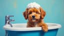 le shampooing — shampoo