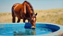 You can lead a horse to water but you can't make it drink — Man kann das Pferd zum Wasser führen