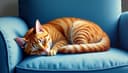 l'animal de compagnie — pet