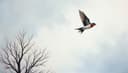 une hirondelle ne fait pas le printemps — one swallow doesn't make a summer