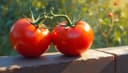 tomate — tomato