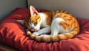 dormir — to sleep