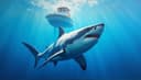 tiburón — shark