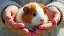 le cochon d'Inde — guinea pig