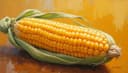 maíz — corn