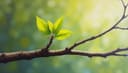 branch — Branch