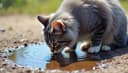 chat échaudé craint l'eau froide — once bitten twice shy