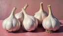 ajo — garlic