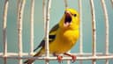 la cage — cage