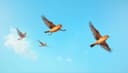 volar — to fly
