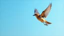 fly - flew - flown — fliegen