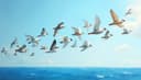 migration — Migration