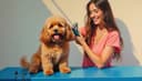 groomer — грумер