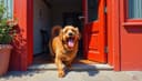 les animaux admis — pet-friendly; pets allowed
