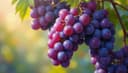 le raisin — grape