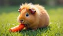 el cobaya — guinea pig