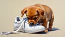 el cachorro — puppy