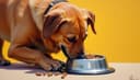 el pienso — kibble; dry food