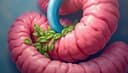 intestino — intestine