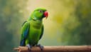 loro — parrot
