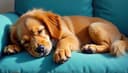 animaux acceptés — pets allowed