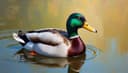 pato — duck