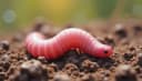 worm — Wurm