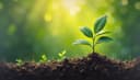 la reforestación — reforestation