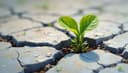 resilience — стрессоустойчивость; жизнестойкость