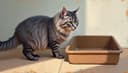 le bac à litière — litter box