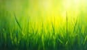grass — Gras