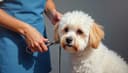 el peluquero canino — groomer