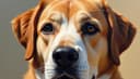 perro — dog