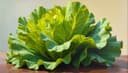 lechuga — lettuce