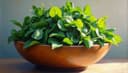 spinach — Spinat