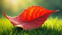 hoja — leaf