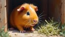 guinea pig — морская свинка