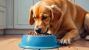kibble — Trockenfutter