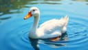 pato — duck