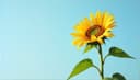 grow - grew - grown — wachsen