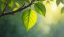 la calidad del aire — air quality