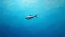 overfishing — чрезмерный вылов рыбы
