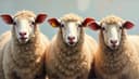 oveja — sheep