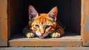 la curiosidad mató al gato — curiosity killed the cat
