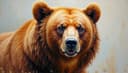 oso — bear