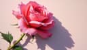 no hay rosa sin espinas — every rose has its thorn